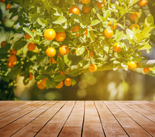 Wooden Desktop Background And Orange Trees With Fruits In Sun Light