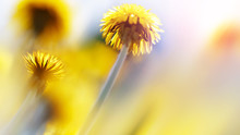 Natural Summer Background. Beautiful Yellow Dandelions In The Sunlight. Artistic Macro Image.