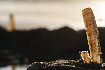 Mussel at sunset