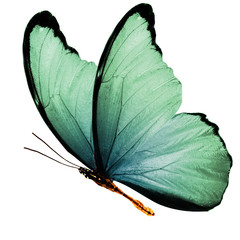 Poster - beautiful wings of a blue butterfly isolated on a white background