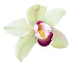 Tropical Orchid Cymbidium flower.
Hand drawn realistic vector illustration on white background.
