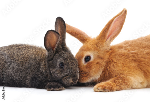 Zdjęcie XXL Dwa małe króliki.
