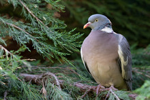 Ring-necked Wild Dove Sitting On A Branch Of Thuja. Close Up View