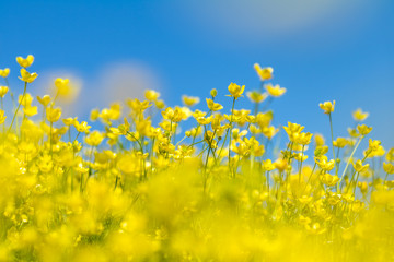 Wall Mural - yellow ranunculus acris on the spring sunny lawn
