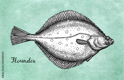 Flatfish. Ink sketch of flounder. Poster Mural XXL