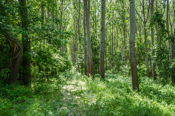 Young poplar forest sunny sun 