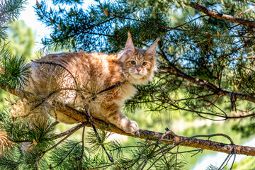 maine coon kitten sitting on tree in forest, park on summer sunny day.