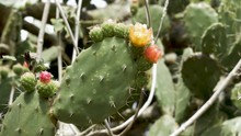 Bees Pollinating Prickly Pear Cactus Flowers