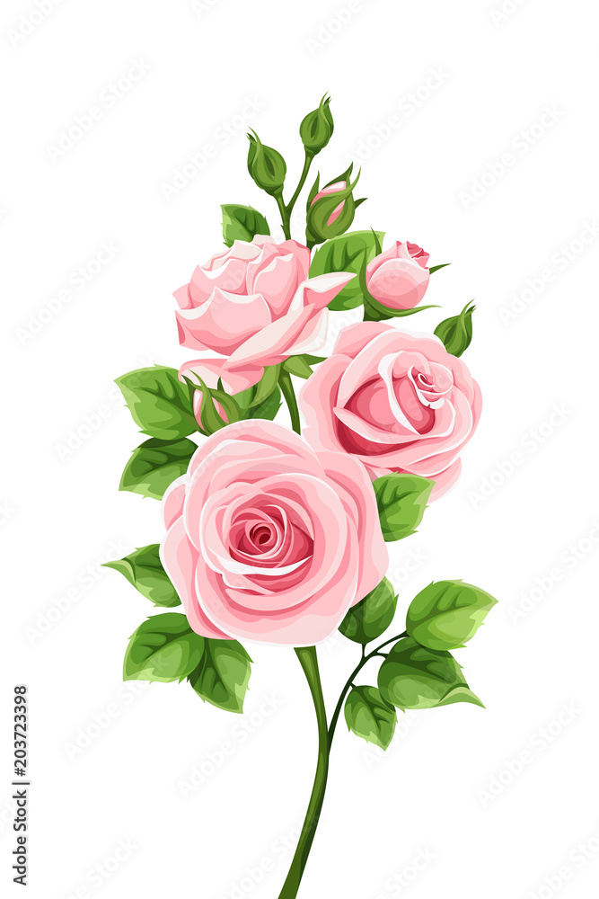 Vector branch of pink roses isolated on a white background. Stock ...