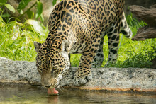 Drinking Jaguar
