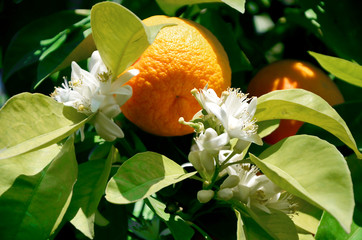 Fruit of a ripe mandarin orange and flowering on a tree.  A continuous cycle of maturation, good harvest, vitamins, healthy food