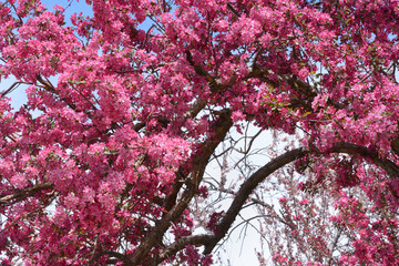 Wall Mural - Pink crab apple flowers blossoming on tree branches in springtime