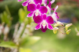 Fototapeta Storczyk - Purple with pink orchids on branch with  green leaf in the background, Natural flower concept.