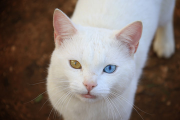 Heterochromatic Cat