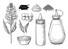Mustardi Sauce Set. Vector Drawing. Hand Drawn Food Ingridient. Botanical Flower Branch And Seed Pile, Bottle,