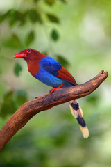 Wall Mural - The Sri Lanka blue magpie or Ceylon magpie (Urocissa ornata) sitting on the branch middle of the rainforest.