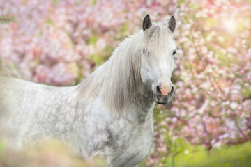 Wall Mural - white horse in pink blossom trees