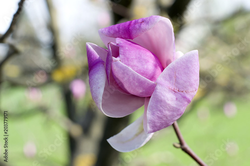 Zdjęcie XXL Magnolia kwitnie przeciw parkowi. Wiosenne różowe kwiaty magnolii.