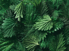 stinging nettle background texture, top view, close up