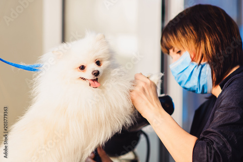 Female Groomer Haircut White Pomeranian Dog On The Table For