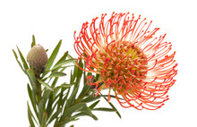 Red Protea Isolated