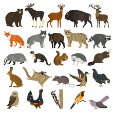 Forest Animals Color Flat Icons Set