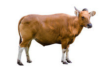 Banteng Isolate Cow Side Bibos Banting