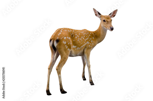 Fotografía baby deer isolated in white background