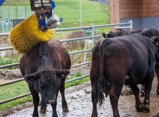 Cow with brush massage device for the animal comfort and more milk production