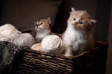 Kittens In A Basket