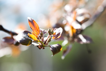Wall Mural - Beautiful spring time floral background. Malus apple tree branch with red leaves. Soft focus garden landscape photography
