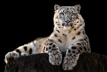 Sunbathing Snow Leopard III