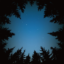 Vector Night Sky With Stars And Dark Forest Trees