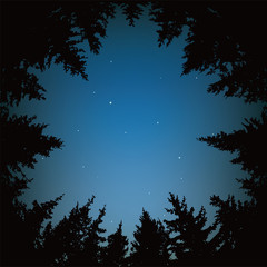 vector night sky with stars and dark forest trees