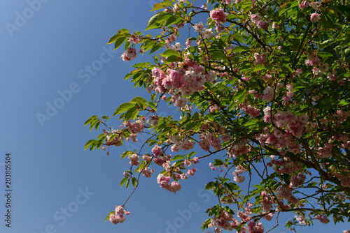 Plakat Kwiat jabłoni, Wielka Brytania Kwitnące drzewo na wiosnę.
