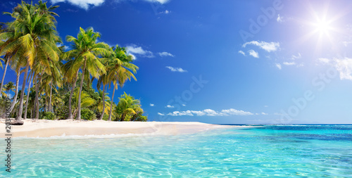 Plakat palmy  palm-beach-w-tropikalnym-raju-wyspa-guadalupe-karaiby