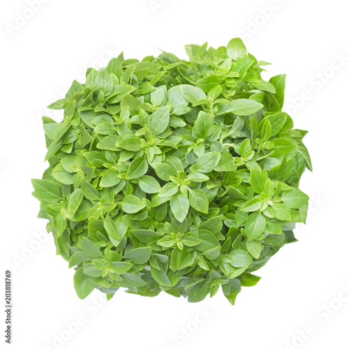 Fotomural An overhead photo of aromatic basil herb bunch