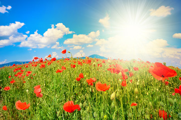 Wall Mural - summer field panorama with poppy flowers at sunset
