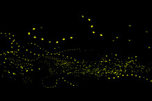 Firefly, Lightning Bugs On Black Background