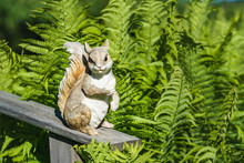 Decorative Garden Squirrel That Holds One Acorn Stands On The Wood Handrail, Sunny Day, Like Alive, Fern Leaves At The Background With Bokeh Effect
