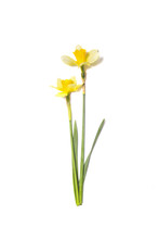 Two Yellow Daffodils. Narcissus Flowers