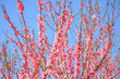 © nakedking - Beautiful flowers from the peach tree