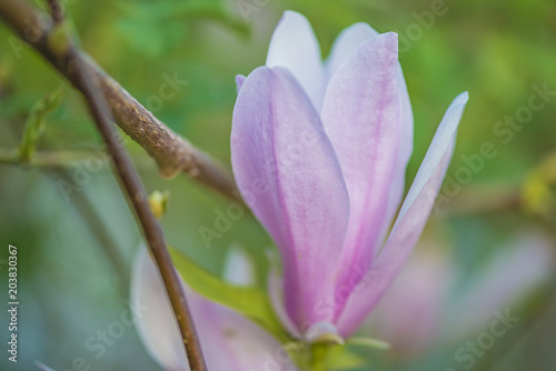 Plakat Piękny różowy magnoliowy kwiatu zakończenie up