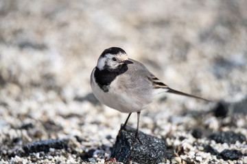 Wall Mural - Small white, black, grey bird - Wagtail - Motacilla Alba closeup - Photo made in North Norway Kwaloya