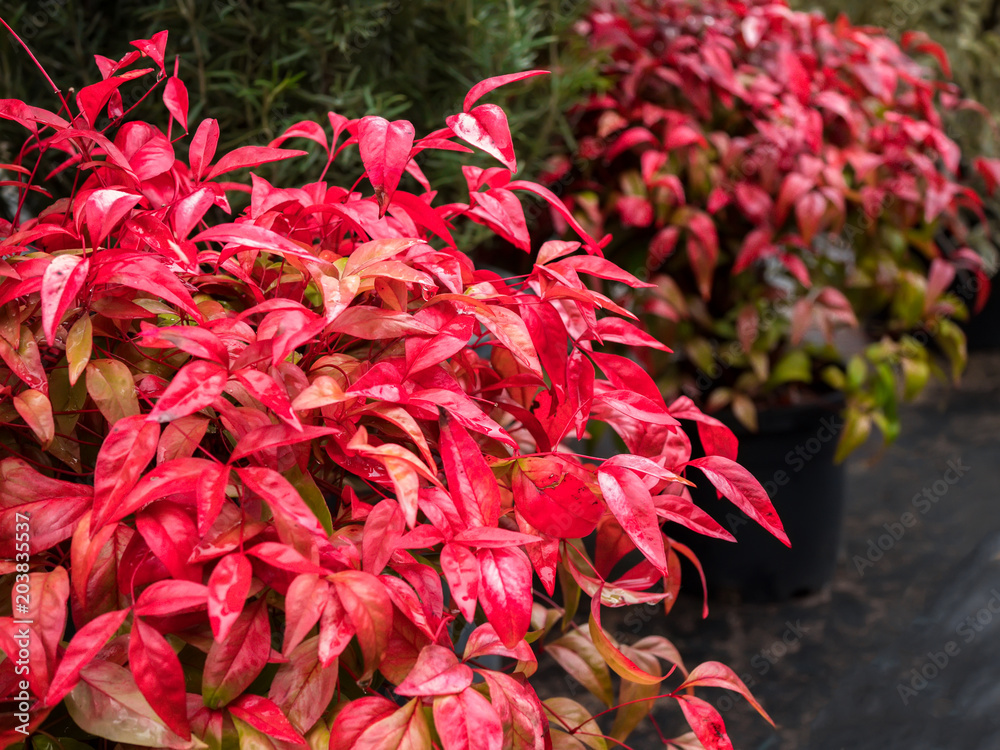 Himmelsbambus, Heiliger Bambus, Nandina domestica Stock Photo | Adobe Stock