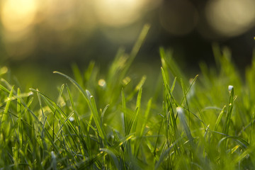 Juicy young grassy grass close-up