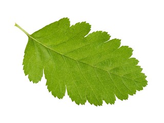 Wall Mural - green leaf on white