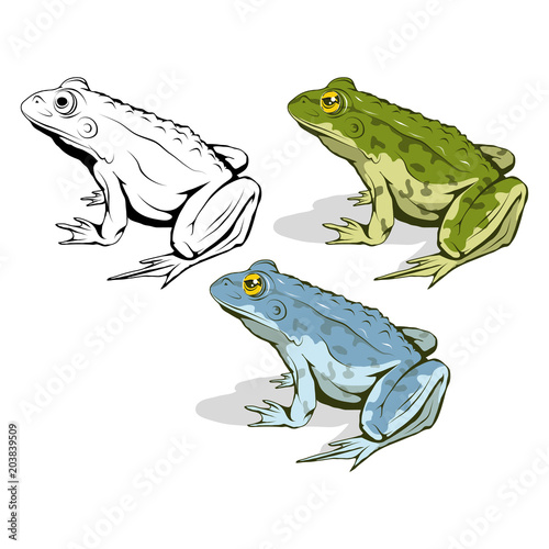 Photographie Vector frog logo. Frog Sketch. Vector artwork.