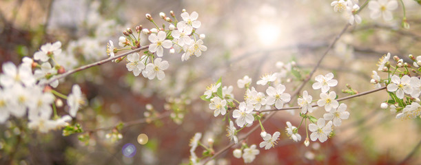 blooming cherry branch in spring garden at wedding ceremony.