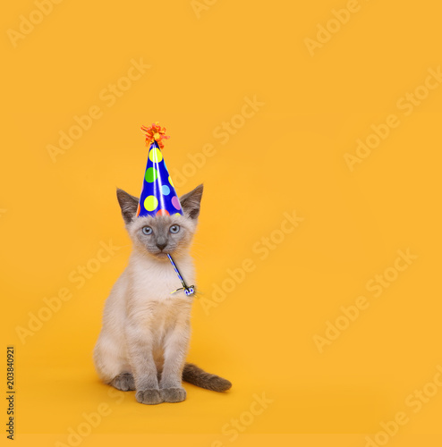 Fotografie, Obraz Cut Siamese Party Cat Wearing Birthday Hat
